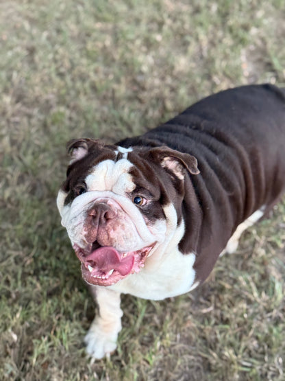 El Chapo - Chocolate Tri (English Bulldog)