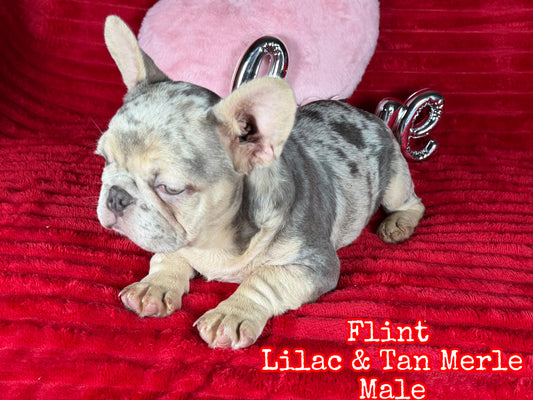 Flint - Lilac & Tan Merle