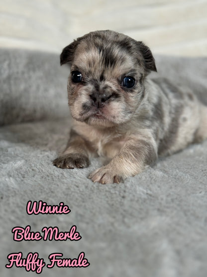 Winnie - Female Blue Merle Fluffy