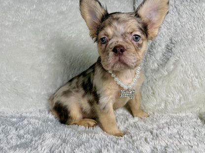 Pepper - Chocolate Merle Fluffy - RESERVED