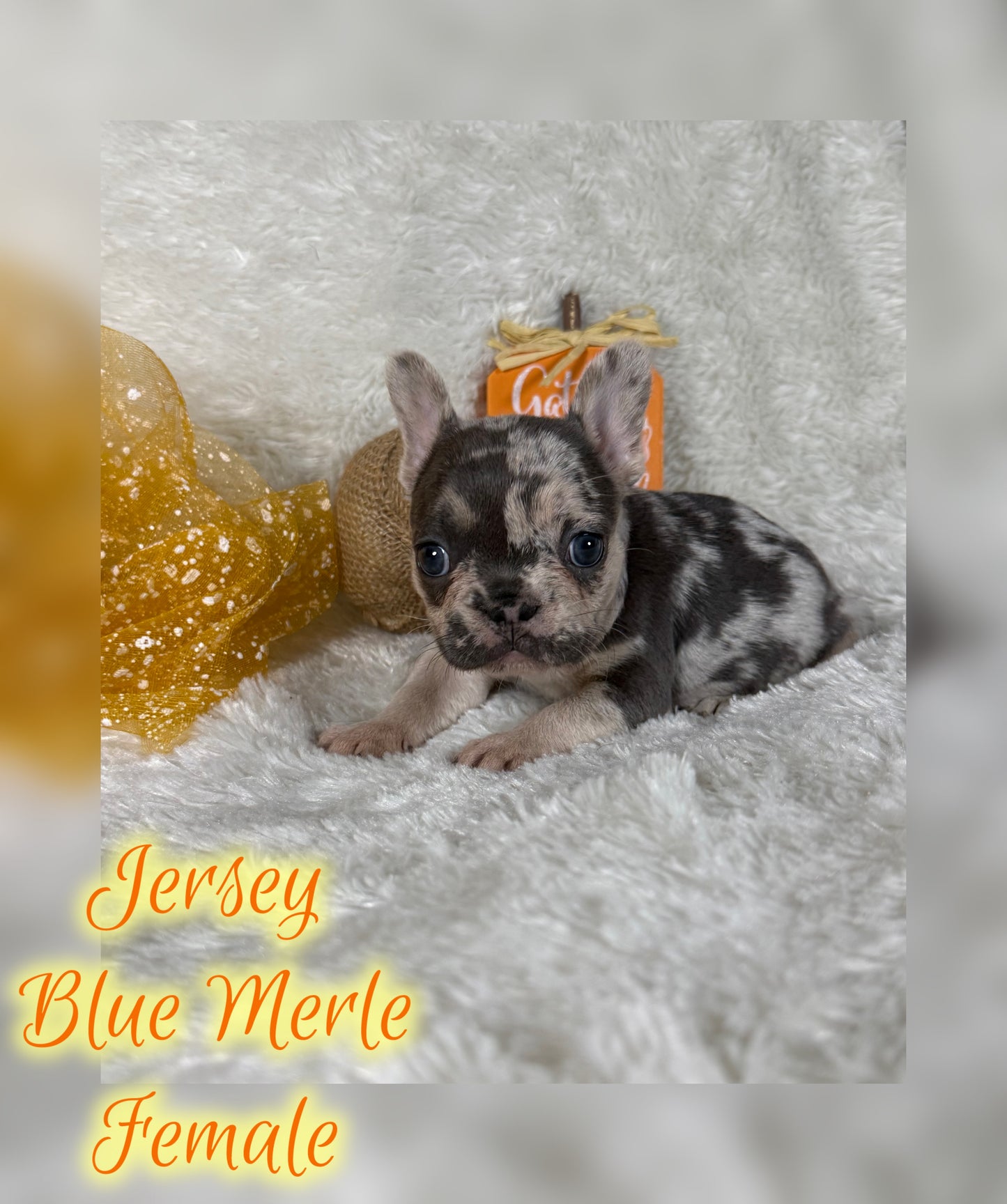 Jersey - Blue Merle