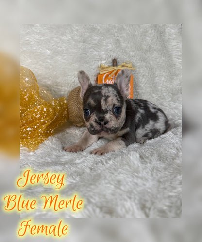 Jersey - Blue Merle