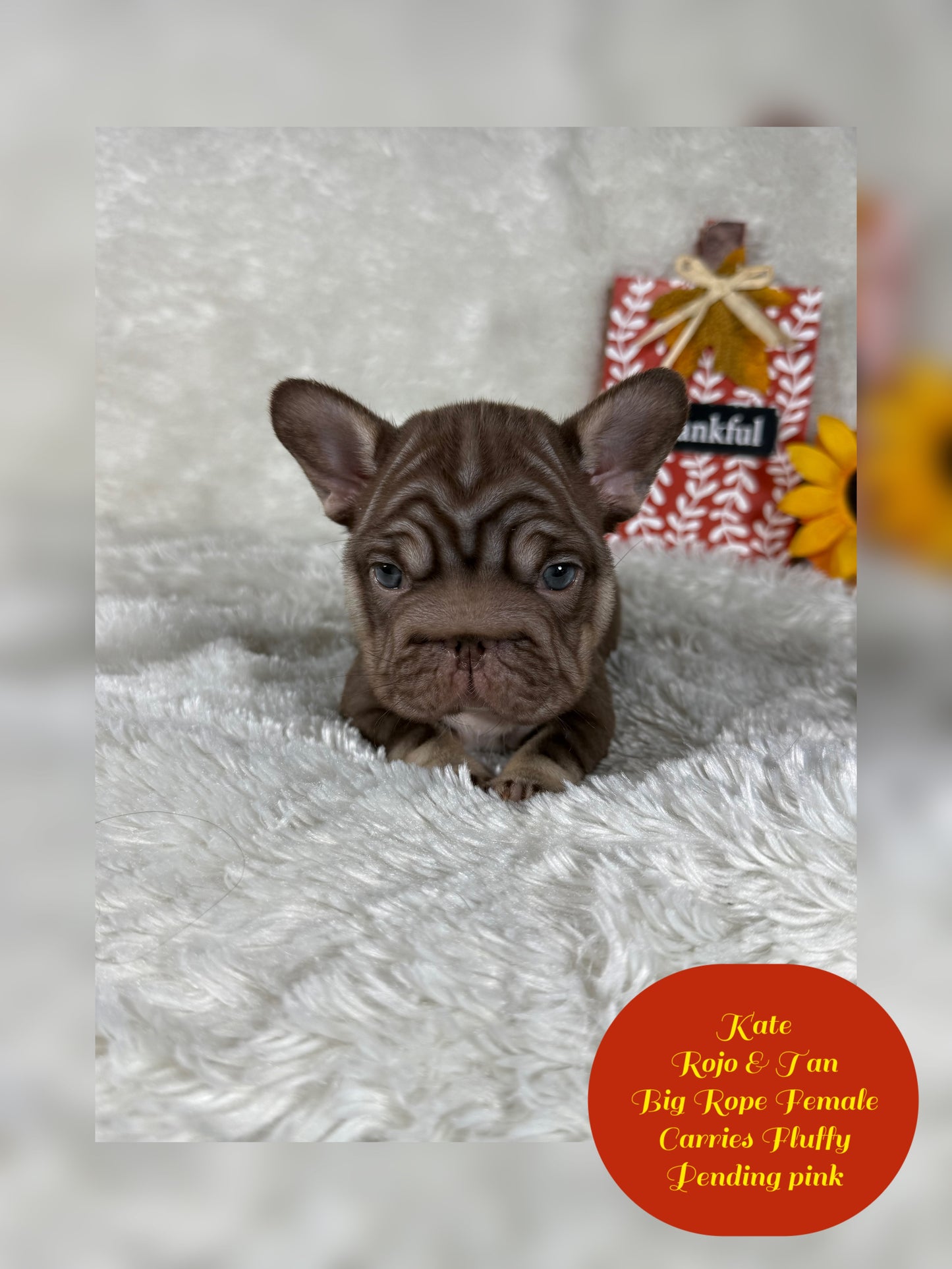 Kate - Rojo & Tan Big Rope Carries Fluffy Pending PINK