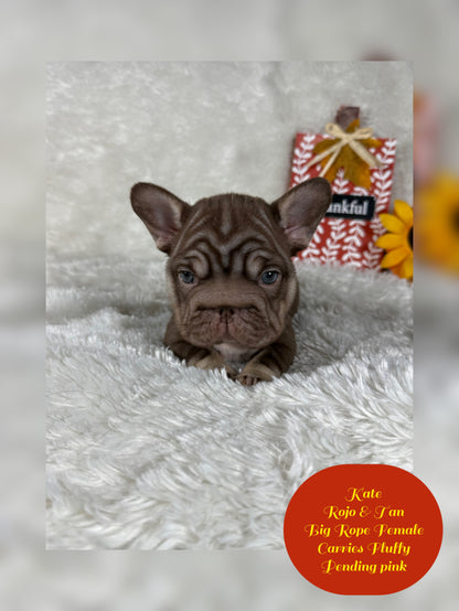 Kate - Rojo & Tan Big Rope Carries Fluffy Pending PINK