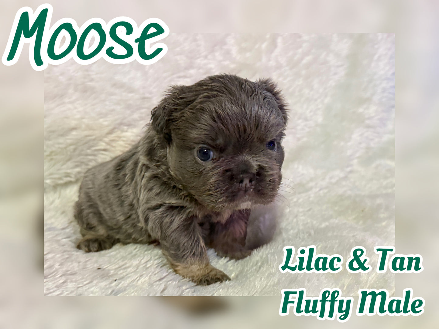 Moose