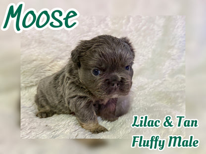Moose