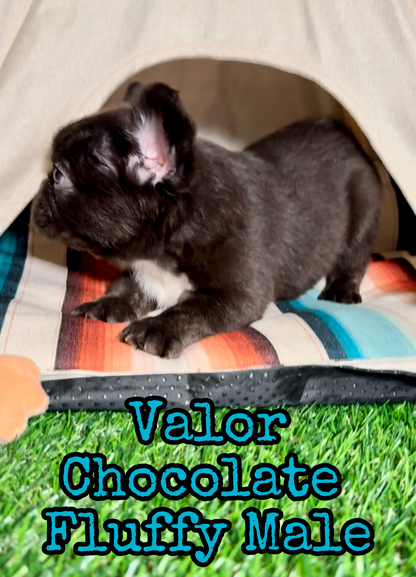 Valor - Male Chocolate Fluffy