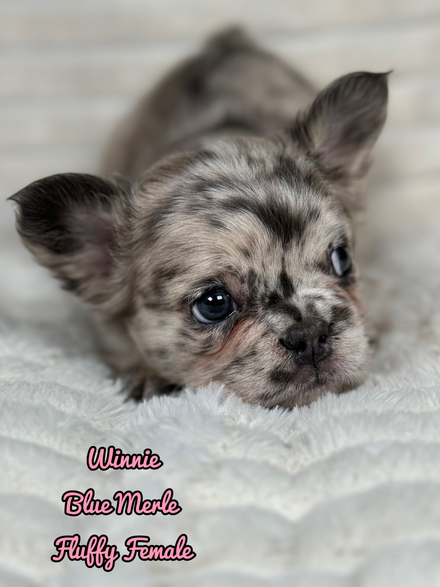 Winnie - Female Blue Merle Fluffy