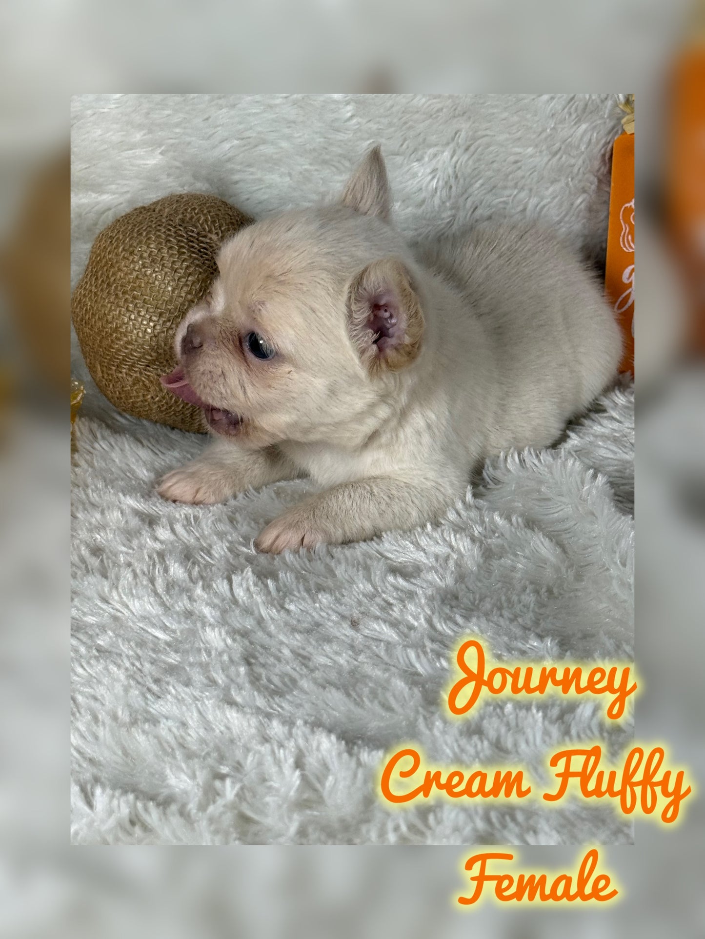 Journey - Cream Fluffy -Reserved