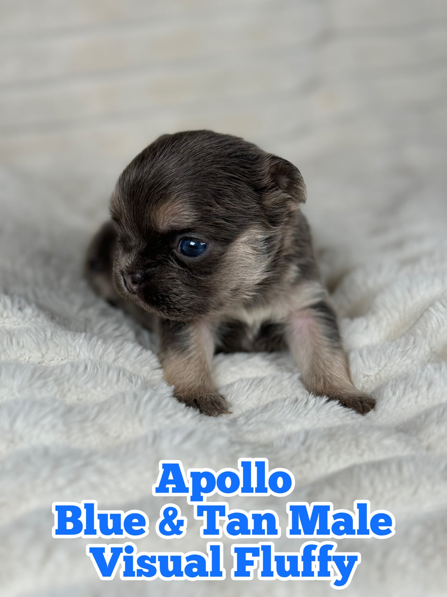 Apollo - Male Blue & Tan Visual Fluffy