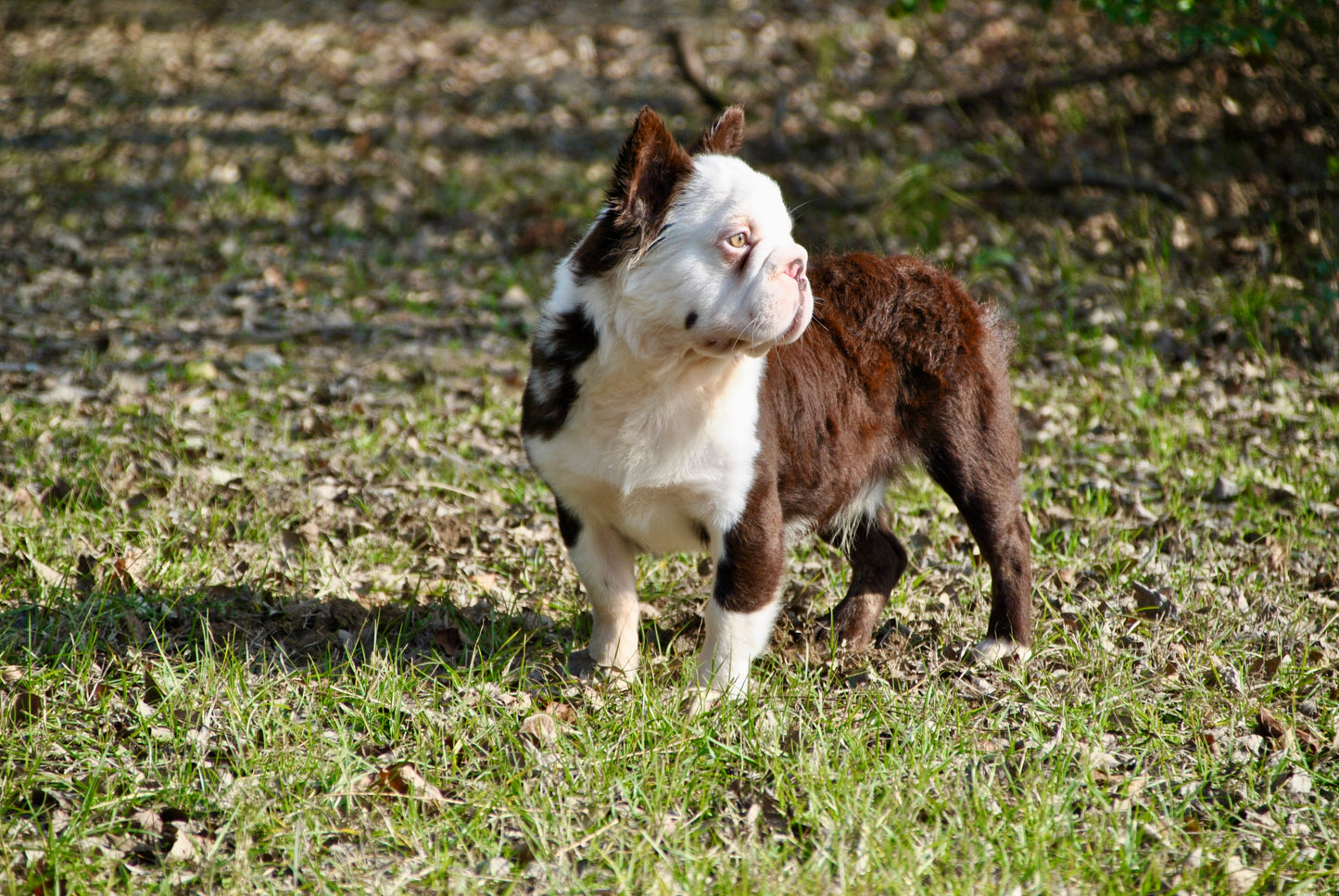 King Pin - Rojo & Tan Husky Big Rope Fluffy Carries Pink - EARLY INTRO $1500