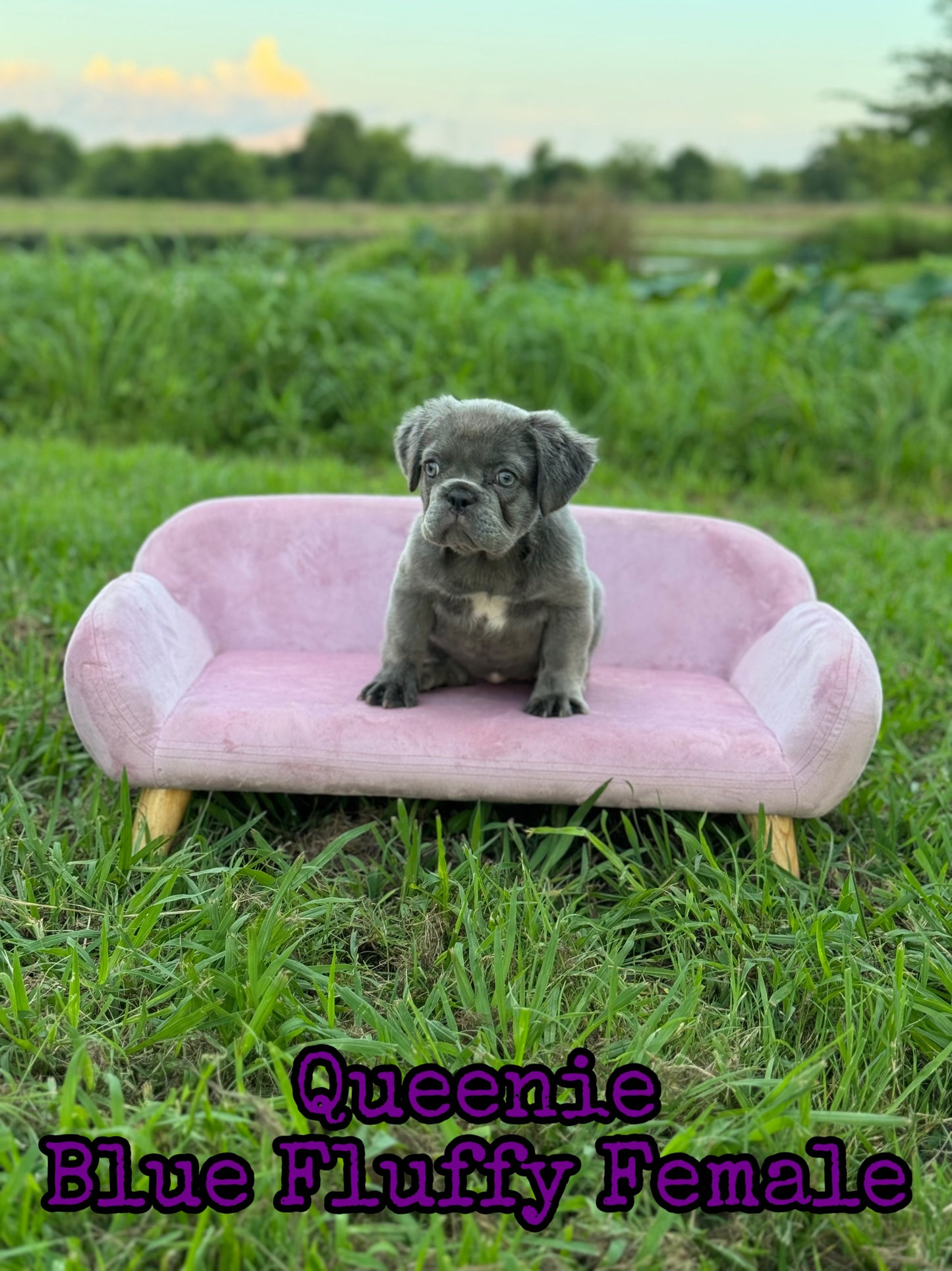 Queenie - Blue Visual Fluffy Female