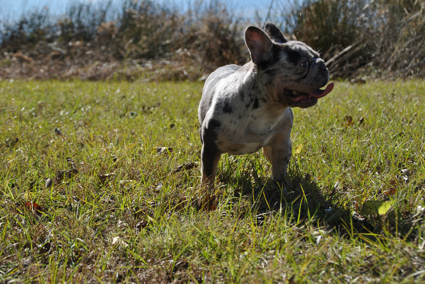 Pockets - Micro Merle Big Rope - Carries Pink & Fluffy 13 Pounds - EARLY INTRO $750