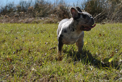 Pockets - Micro Merle Big Rope - Carries Pink & Fluffy 13 Pounds - EARLY INTRO $750