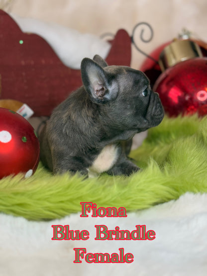 Fiona - Female Blue Brindle