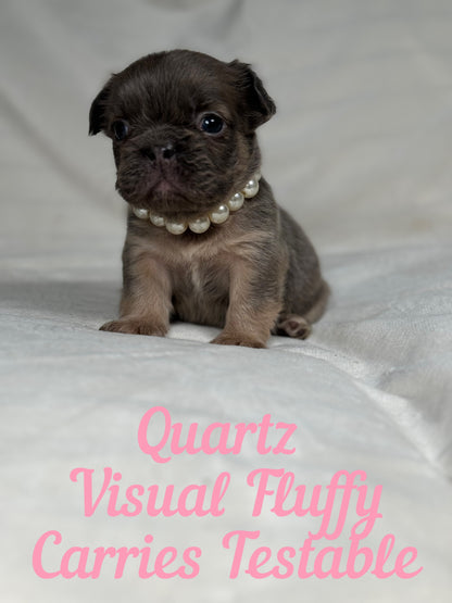 Quartz - Blue Fawn Fluffy Female