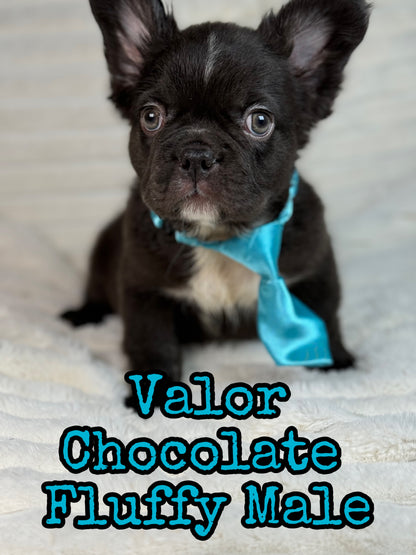 Valor - Male Chocolate Fluffy