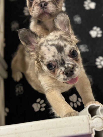 Winnie - Female Blue Merle Fluffy