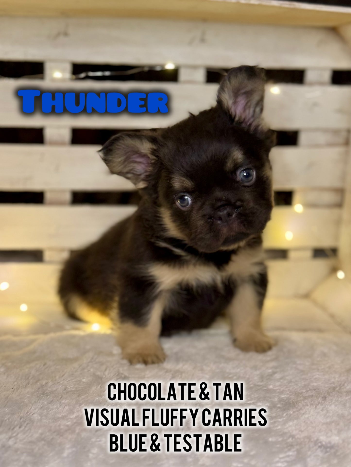 Thunder - Male Chocolate & Tan