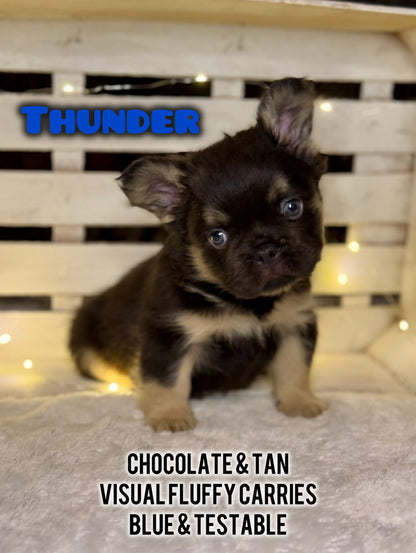 Thunder - Male Chocolate & Tan