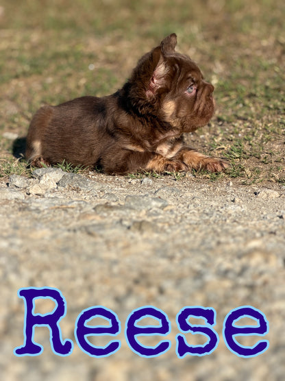 Reese