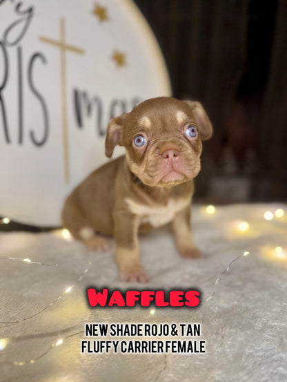 Waffles - Female New Shade Rojo & Tan