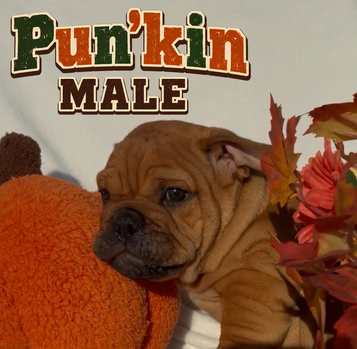 Pun’kin Male - English Bulldog