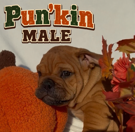 Pun’kin Male - English Bulldog