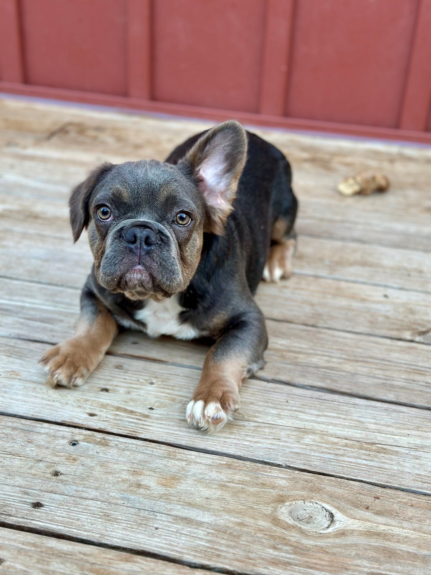 Milo - Male Blue & Tan Visual Fluffy