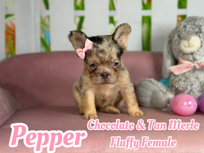 Pepper - Chocolate Merle Fluffy - RESERVED