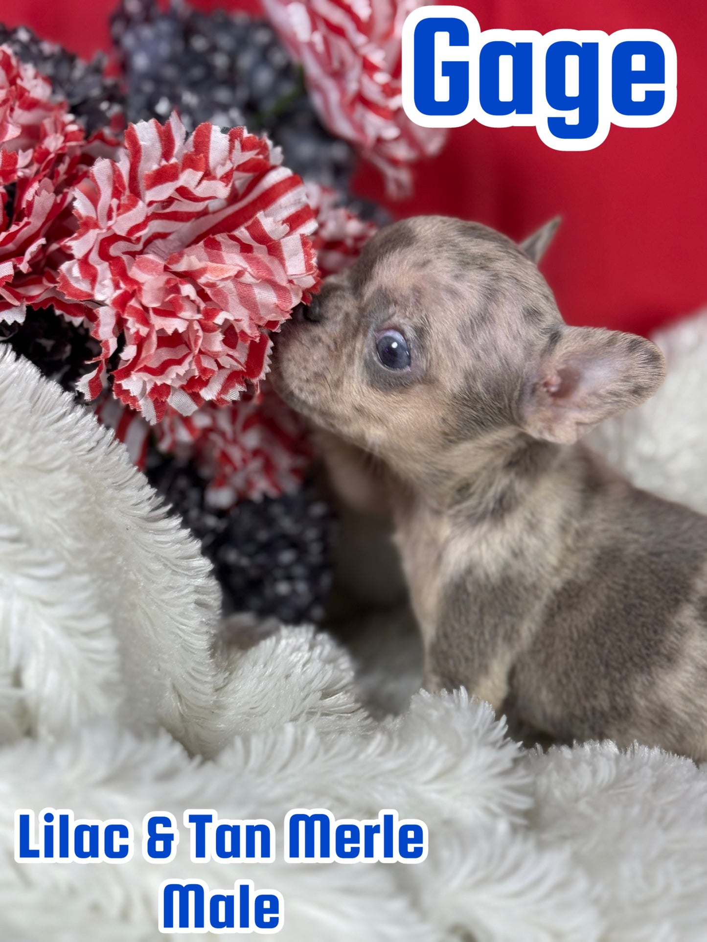 Gage - Male Lilac & Tan Merle
