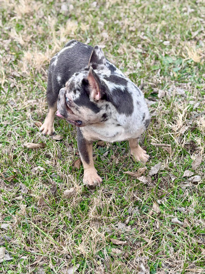 Pockets - Micro Merle Big Rope - Carries Pink & Fluffy 13 Pounds - EARLY INTRO $750