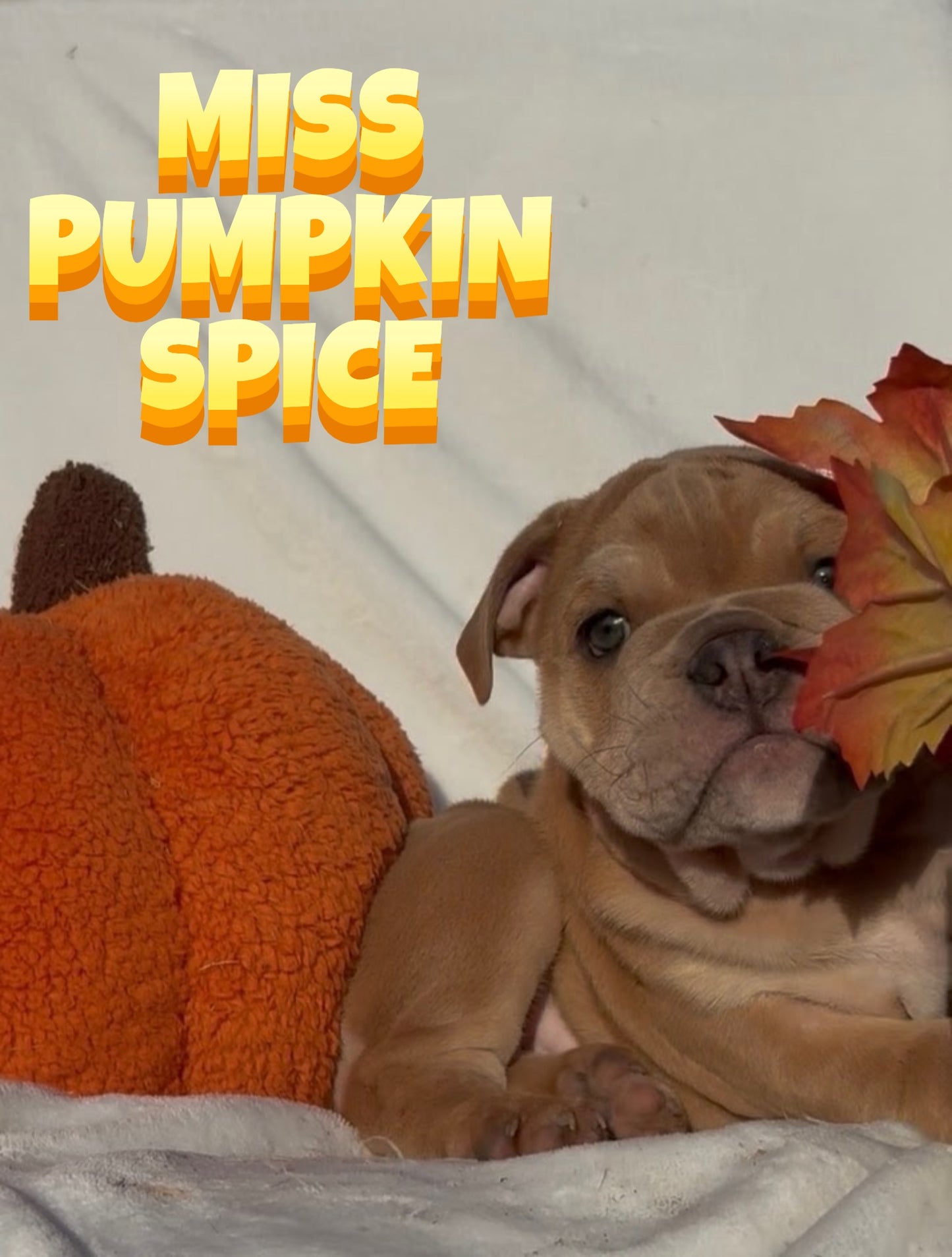 Miss Pumpkin Spice - English Bulldog