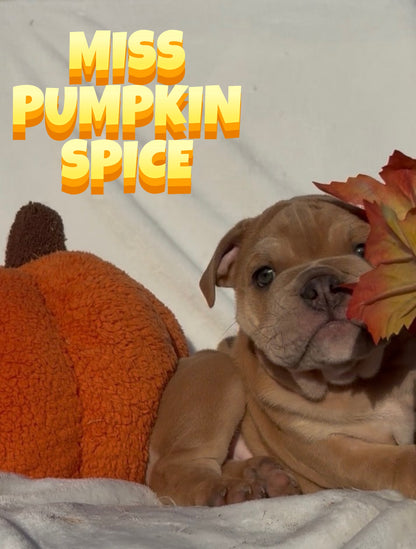 Miss Pumpkin Spice - English Bulldog