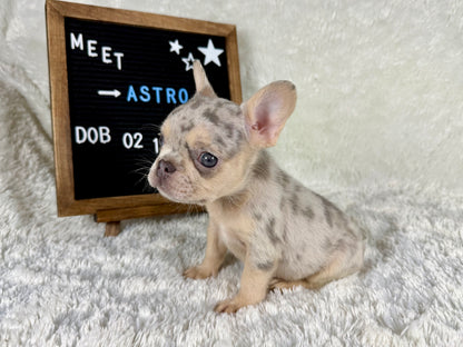 Astro - Lilac Merle Male