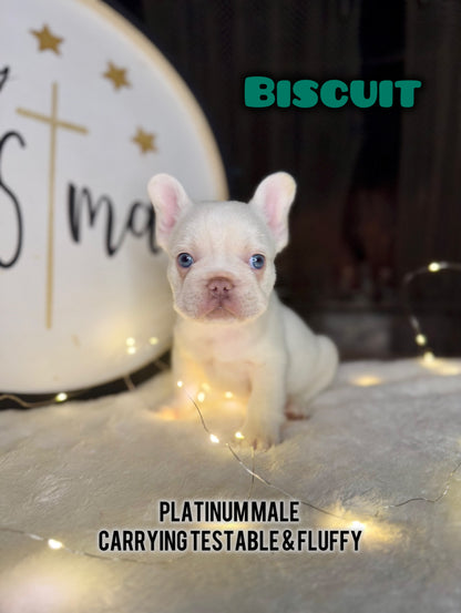 Biscuit- Male Platinum