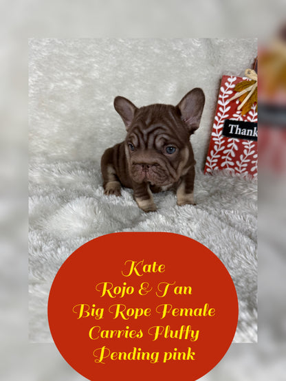 Kate - Rojo & Tan Big Rope Carries Fluffy Pending PINK