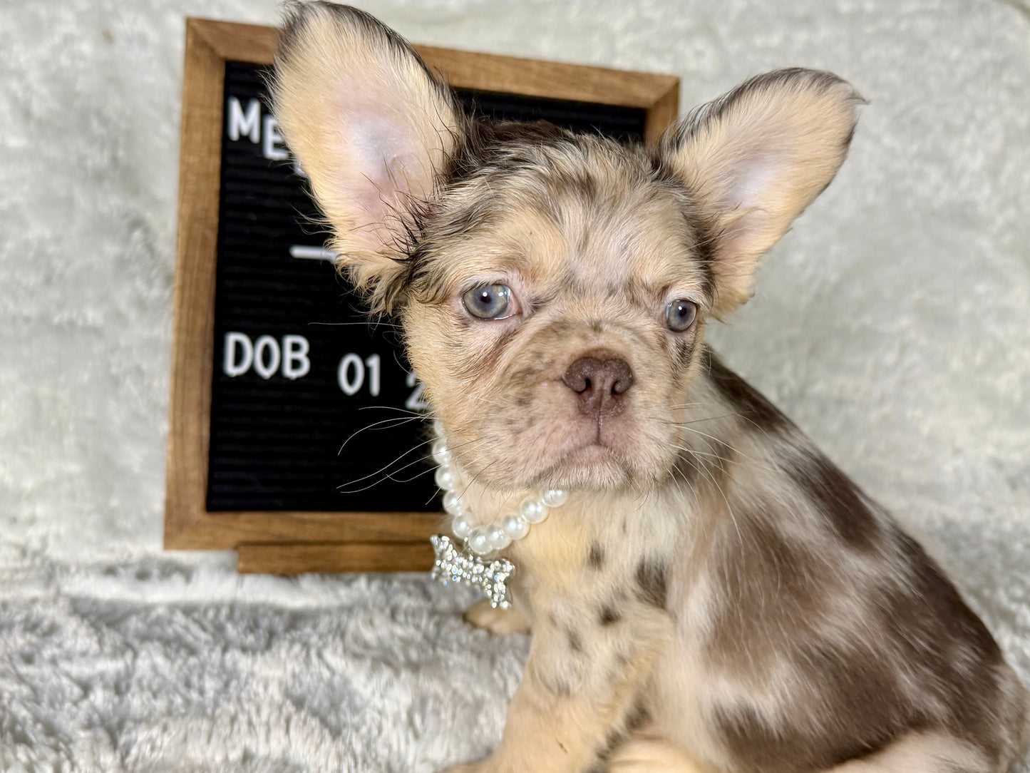 Pepper - Chocolate Merle Fluffy - RESERVED