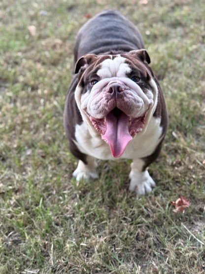 El Chapo - Chocolate Tri (English Bulldog)