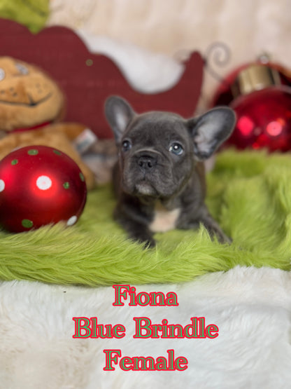 Fiona - Female Blue Brindle