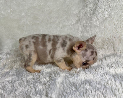 Astro - Lilac Merle Male