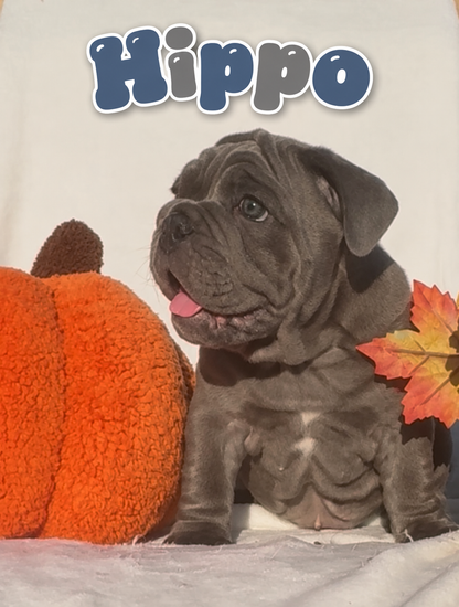 Hippo - English Bulldog