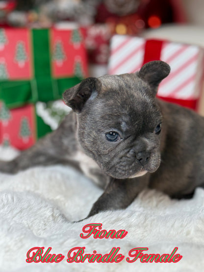 Fiona - Female Blue Brindle