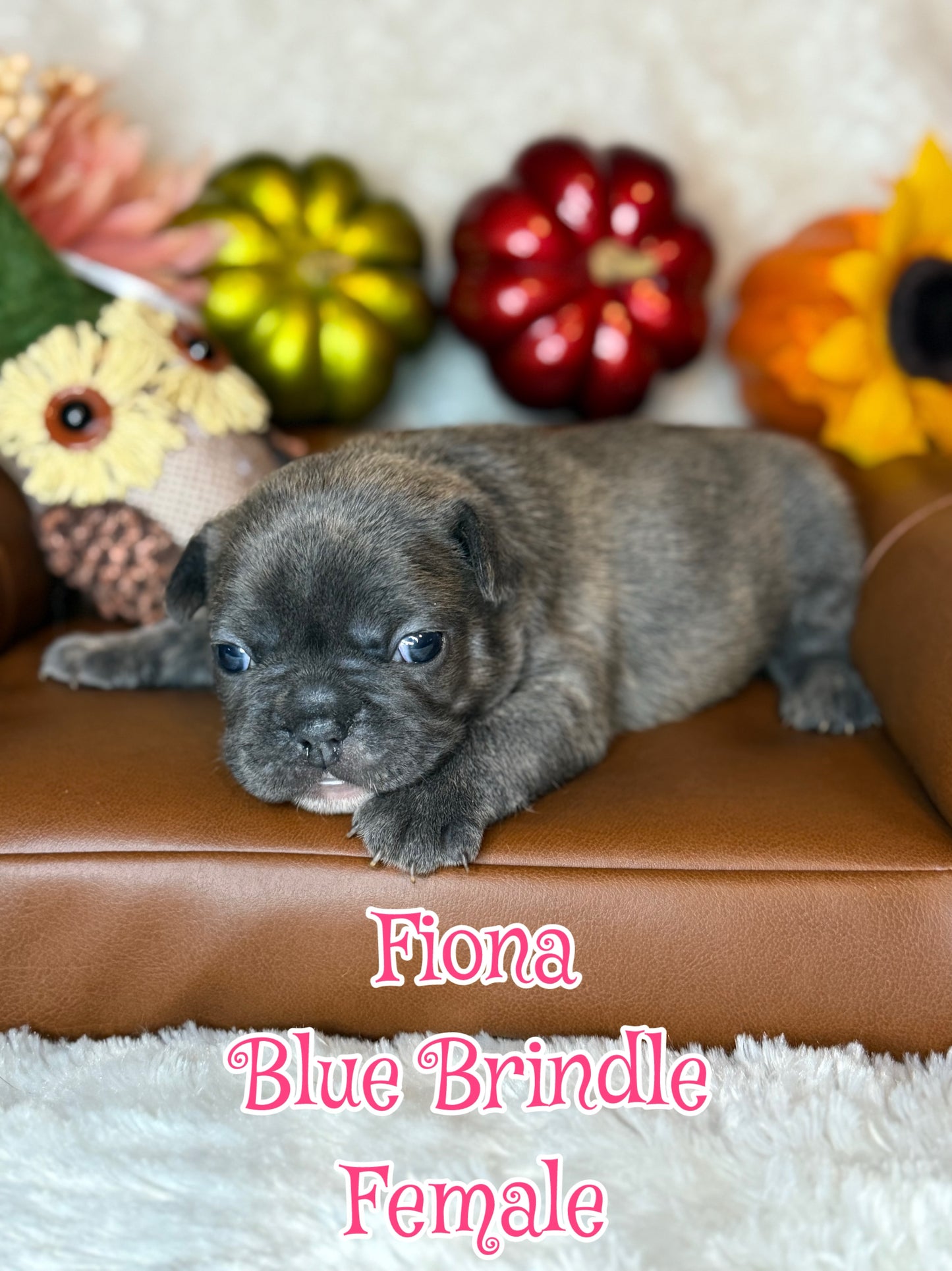 Fiona - Female Blue Brindle