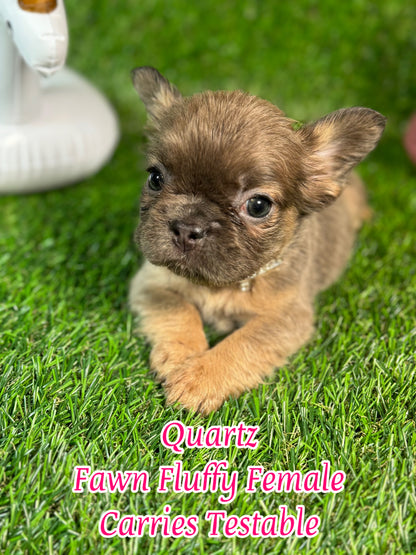 Quartz - Blue Fawn Fluffy Female