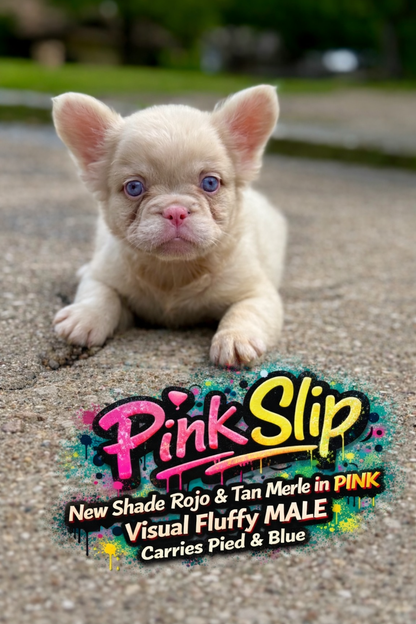 Pink Slip - New Shade Rojo Merle Covered In PINK Fluffy