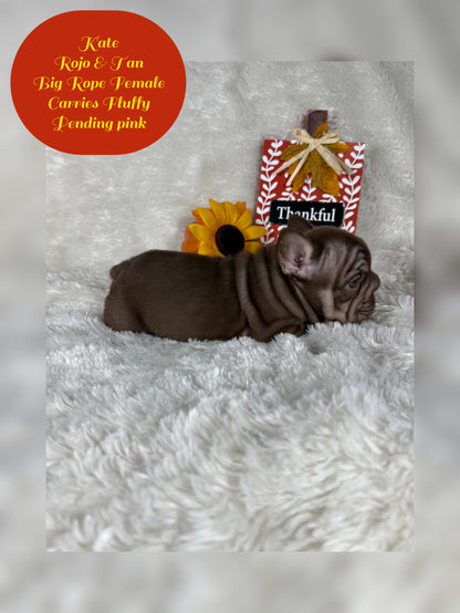 Kate - Rojo & Tan Big Rope Carries Fluffy Pending PINK