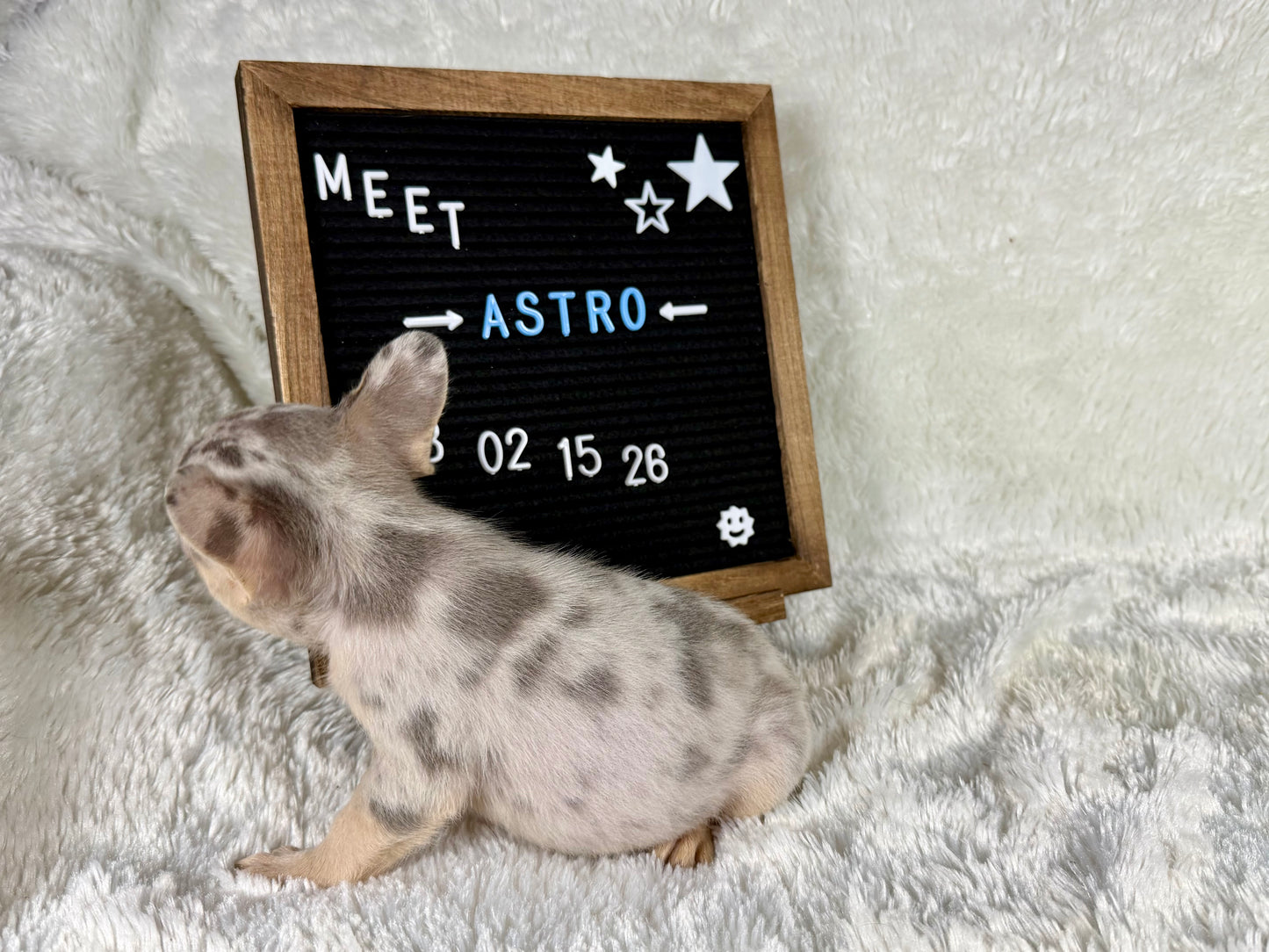 Astro - Lilac Merle Male