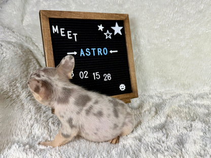 Astro - Lilac Merle Male