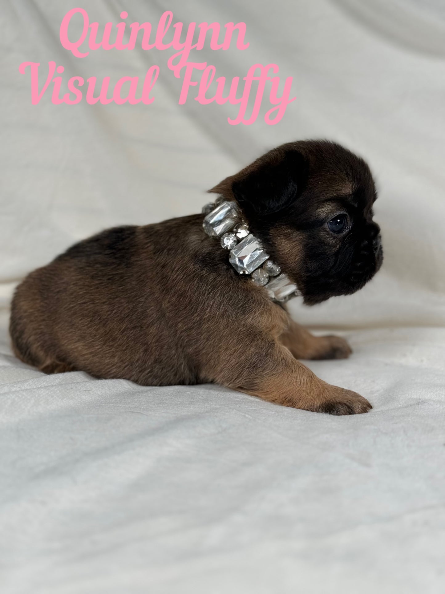 Quinlynn - Fawn Fluffy Female